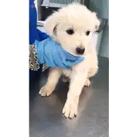 Foto dell\'animale cane - Matr. 2019/0677 - Microchip 380260043870039