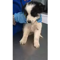 Foto dell\'animale cane - Matr. 2019/0678 - Microchip 380260043872941