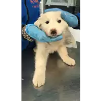 Foto dell\'animale cane - Matr. 2019/0680 - Microchip 380260043872821
