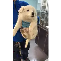 Foto dell\'animale cane - Matr. 2019/0681 - Microchip 380260043870104