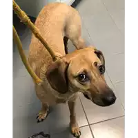 Foto dell\'animale cane - Matr. 2019/0684 - Microchip 380260043869788
