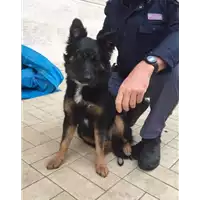 Foto dell\'animale cane - Matr. 2019/0687 - Microchip 380260004906037