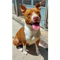 Foto dell\'animale cane - Matr. 2019/0690 - Microchip 380260043873383