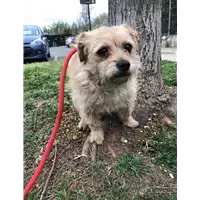 Foto dell\'animale cane - Matr. 2019/0694 - Microchip 380260043870091