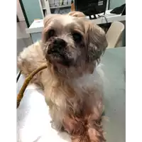 Foto dell\'animale cane - Matr. 2019/0703 - Microchip 380260043769550
