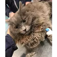 Foto dell\'animale gatto - Matr. 2018/1117 - Microchip 380260043507154