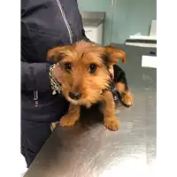 Foto dell\'animale cane - Matr. 2019/0706 - Microchip 380260043869860