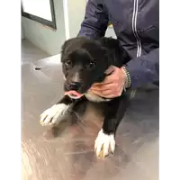 Foto dell\'animale cane - Matr. 2019/0708 - Microchip 380260043870473