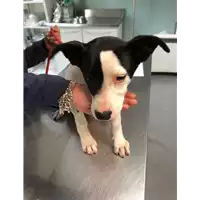 Foto dell\'animale cane - Matr. 2019/0709 - Microchip 380260043718439