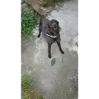 Foto dell\'animale cane - Matr. 2019/0707 - Microchip 380260000098703