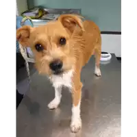 Foto dell\'animale cane - Matr. 2018/1825 - Microchip 380260042932866