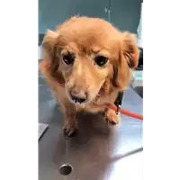 Foto dell\'animale cane - Matr. 2019/0285 - Microchip 380260040145099