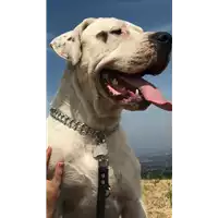 Foto dell\'animale cane - Matr. 2019/0711 - Microchip 380260100730153