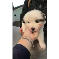 Foto dell\'animale cane - Matr. 2019/0717 - Microchip 380260043869987