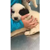 Foto dell\'animale cane - Matr. 2019/0716 - Microchip 380260043870472