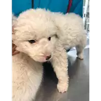 Foto dell\'animale cane - Matr. 2019/0715 - Microchip 380260043872715