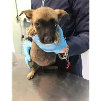 Foto dell\'animale cane - Matr. 2019/0726 - Microchip 380260043869880
