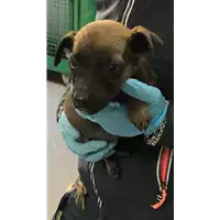 Foto dell\'animale cane - Matr. 2019/0729 - Microchip 380260043872627