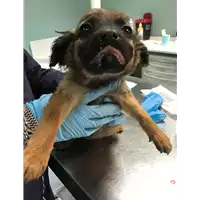 Foto dell\'animale cane - Matr. 2019/0730 - Microchip 380260043869900