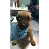 Foto dell\'animale cane - Matr. 2019/0731 - Microchip 380260043870363