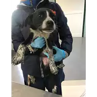 Foto dell\'animale cane - Matr. 2019/0733 - Microchip 380260043872843