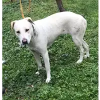 Foto dell\'animale cane - Matr. 2019/0737 - Microchip 380260100483795