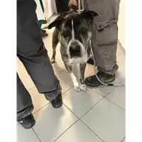 Foto dell\'animale cane - Matr. 2019/0735 - Microchip 380260043870364