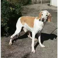 Foto dell\'animale cane - Matr. 2006/1878 - Microchip 380098100839175