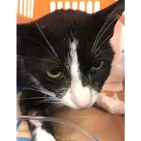 Foto dell\'animale gatto - Matr. 2019/0736 - Microchip 380260043769867