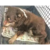 Foto dell\'animale cane - Matr. 2018/0429 - Microchip 380260043501190