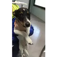 Foto dell\'animale cane - Matr. 2019/0040 - Microchip 380260043853313