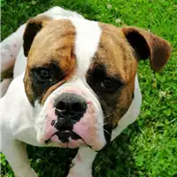 Foto dell\'animale cane - Matr. 2019/0742 - Microchip 380260043872927