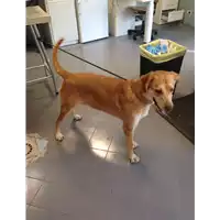 Foto dell\'animale cane - Matr. 2017/1451 - Microchip 380260043310266