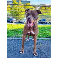 Foto dell\'animale cane - Matr. 2019/0755 - Microchip 380260043870056