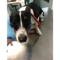 Foto dell\'animale cane - Matr. 2019/0756 - Microchip 380260043869781