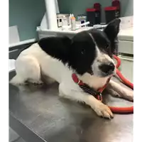 Foto dell\'animale cane - Matr. 2019/0758 - Microchip 380260043869565