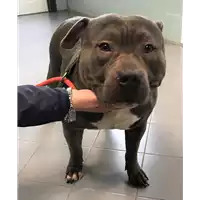 Foto dell\'animale cane - Matr. 2019/0760 - Microchip 380260002470910