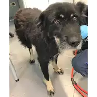 Foto dell\'animale cane - Matr. 2019/0762 - Microchip 380260043870069