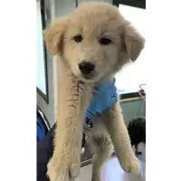 Foto dell\'animale cane - Matr. 2019/0765 - Microchip 380260043870012