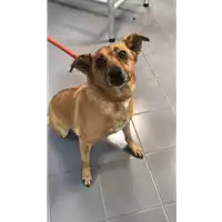 Foto dell\'animale cane - Matr. 2019/0767 - Microchip 380260043873007