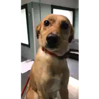 Foto dell\'animale cane - Matr. 2019/0769 - Microchip 380260043527054
