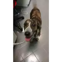 Foto dell\'animale cane - Matr. 2019/0770 - Microchip 380260043869748
