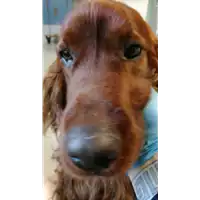 cane - Matr. 2019/0771 - Microchip 380260100283056