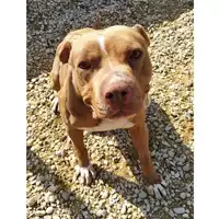 Foto dell\'animale cane - Matr. 2019/0774 - Microchip 380260043870005