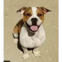 Foto dell\'animale cane - Matr. 2019/0778 - Microchip 380260043870172