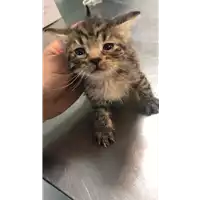 Foto dell\'animale gatto - Matr. 2019/0781 - Microchip 380260043870369