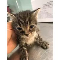 Foto dell\'animale gatto - Matr. 2019/0783 - Microchip 380260043873214