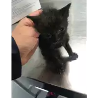 Foto dell\'animale gatto - Matr. 2019/0785 - Microchip 380260043869764