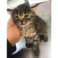 Foto dell\'animale gatto - Matr. 2019/0786 - Microchip 380260043872957