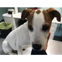 cane - Matr. 2019/0780 - Microchip 380260043873316